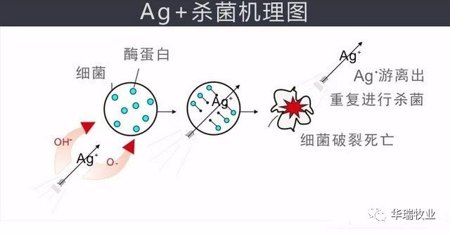 甲酸钙杀菌原理图