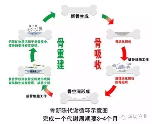 甲酸钙对猪补钙的影响