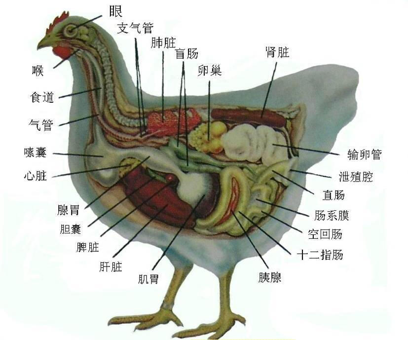 蛋鸡补钙饲料级甲酸钙