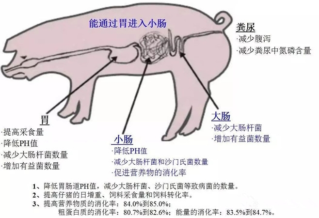 酸化剂对仔猪肠道健康的影响